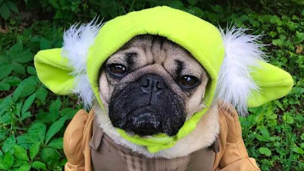 star-wars-pet.jpg